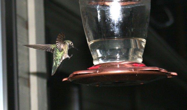 A hummingbird visits a feeder in Morrison in July 2021.
